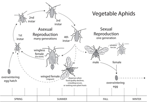 Fig3 life cycle vegetable aphids