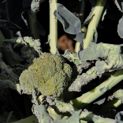 Fig4 milieu degats broccoli bis