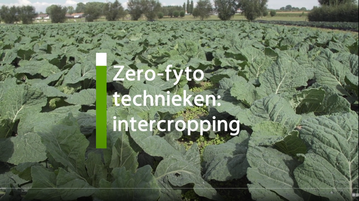 Tn video zerofyto intercropping